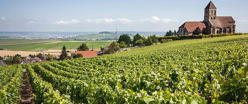 Bollinger vineyard